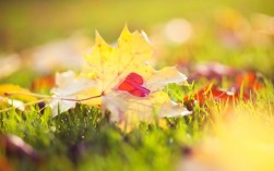 1920x1080高清电脑壁纸哪里找？