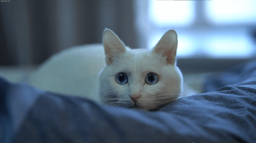 电脑桌面动态壁纸高清全屏怎么选？-图2