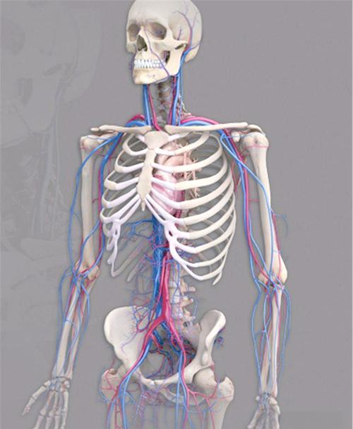 3dbody解剖电脑版怎么用？-图2